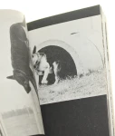 Amatorskie szkolenie psów. Wydanie II Brzezicha Antoni, Lisiecki Henryk [1979]