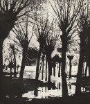 Edward Hartwig Wierzby fotografia [lata 60. Vintage print]