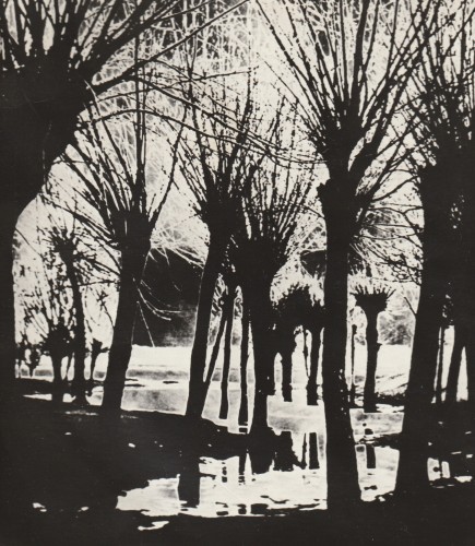 Edward Hartwig Wierzby fotografia [lata 60. Vintage print]