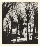 Edward Hartwig Wierzby fotografia [lata 60. Vintage print]