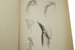 Anatomia dla artysty Barcsay Jeno [1988]