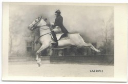 Capriole [koń - jeździectwo - kapriola] fotografia na papierze pocztówkowym [przed 1939]