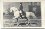 Piaffe [koń - jeździectwo - piaff] fotografia na papierze pocztówkowym [przed 1939]