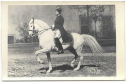 Piaffe [koń - jeździectwo - piaff] fotografia na papierze pocztówkowym [przed 1939]