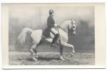 Trab [koń - jeździectwo] fotografia na papierze pocztówkowym [przed 1939]