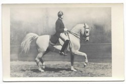 Trab [koń - jeździectwo] fotografia na papierze pocztówkowym [przed 1939]