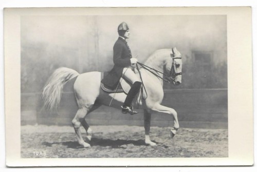 Trab [koń - jeździectwo] fotografia na papierze pocztówkowym [przed 1939]