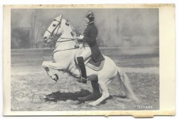 Levade [koń - jeździectwo- lewada] fotografia na papierze pocztówkowym [przed 1939]
