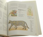 The Cat Encyclopedia [Praca zbiorowa] (2003)