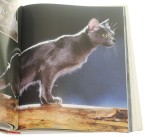 The Cat Encyclopedia [Praca zbiorowa] (2003)