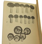 Pierścieniak Krystian Szudyga [1980]