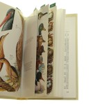 Ptaki Kieszonkowy atlas ptaków najczęściej obserwowanych w lasach środkowoeuropejskich oraz ich jaj, gniazd i piór, zawierający opisy biologii i morfologii poszczególnych gatunków Gottfried Amann (Flora i Fauna Lasów) [1995]