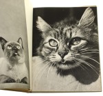 Koty Jan Styczyński [obwoluta i grafika Wiktor Górka] [1960]