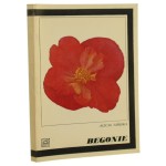 begonie (1).JPG