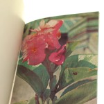 begonie (4).JPG