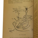 bitwa pod borodino (3).JPG