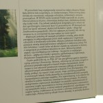 zielony (3).jpg