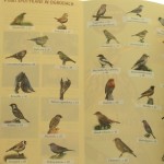 ptaki w ogrodzie (2).JPG