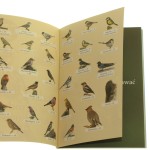 ptaki w ogrodzie (3).JPG