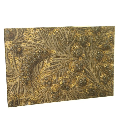 modjeska pol (1).jpg