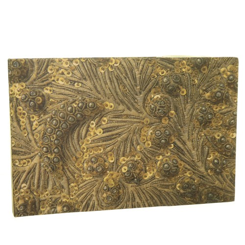 modjeska ang (1).jpg