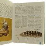 ptaki polski (3).JPG