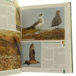 ptaki polski (4).JPG