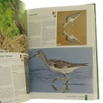 ptaki polski (5).JPG