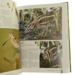 ptaki polski (6).JPG