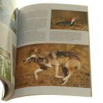 fotografia przyrodnicza (8).JPG