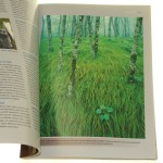 fotografia przyrodnicza (10).JPG