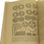 pradzieje europy środkowej (5).JPG