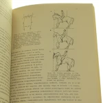 gimnazjum jeździeckie (4).JPG