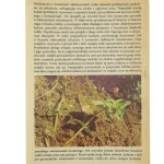 przewodnik (4).JPG