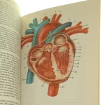 mały atlas anatomiczny (3).JPG
