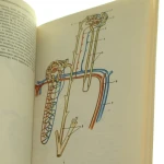 mały atlas anatomiczny (4).JPG