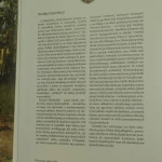 czarowny las (5).JPG