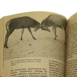 poroże jeleniowatych (6).JPG