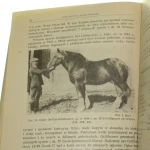Studia nad hodowlą koni zimnokrwistych i pogrubionych (5).JPG