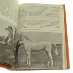 dwa wieki polskiej hodowli koni arabskich pruski (7).JPG