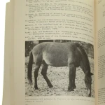 Przewalski Horses (8).JPG