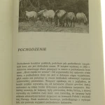 Koniki polskie kownacki (6).JPG