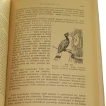 Z biologii ptaków Sokołowski (3).JPG