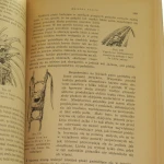Z biologii ptaków Sokołowski (4).JPG
