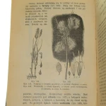 świat roślinny (5).JPG