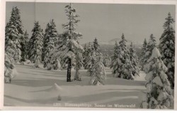 Riesengebirge Sonne im Winterwald (pocztówka przed 1945 Karkonosze)