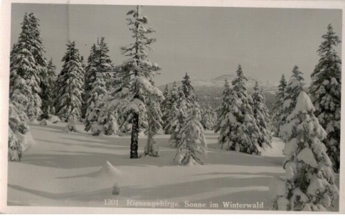 Riesengebirge Sonne im Winterwald (pocztówka przed 1945 Karkonosze)